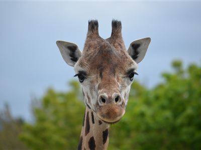 žirafa núbijská (žirafa Rotschildova)