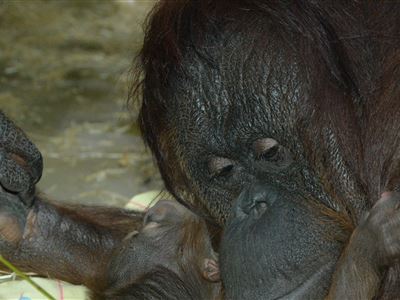 Úhyn mláděte orangutana bornejského