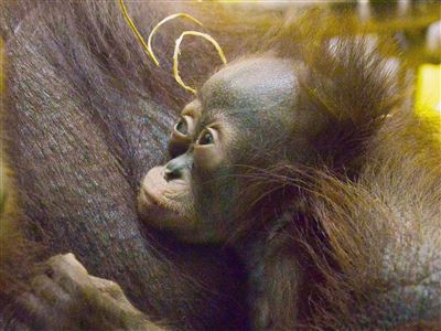 Výsledky pitvy mláděte orangutana bornejského