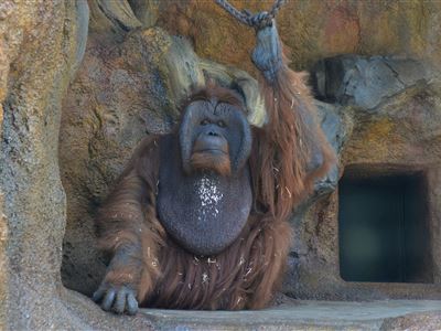 Smutná událost u našich orangutanů
