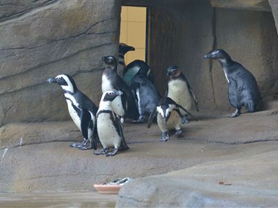 Tučňáci se představí veřejnosti