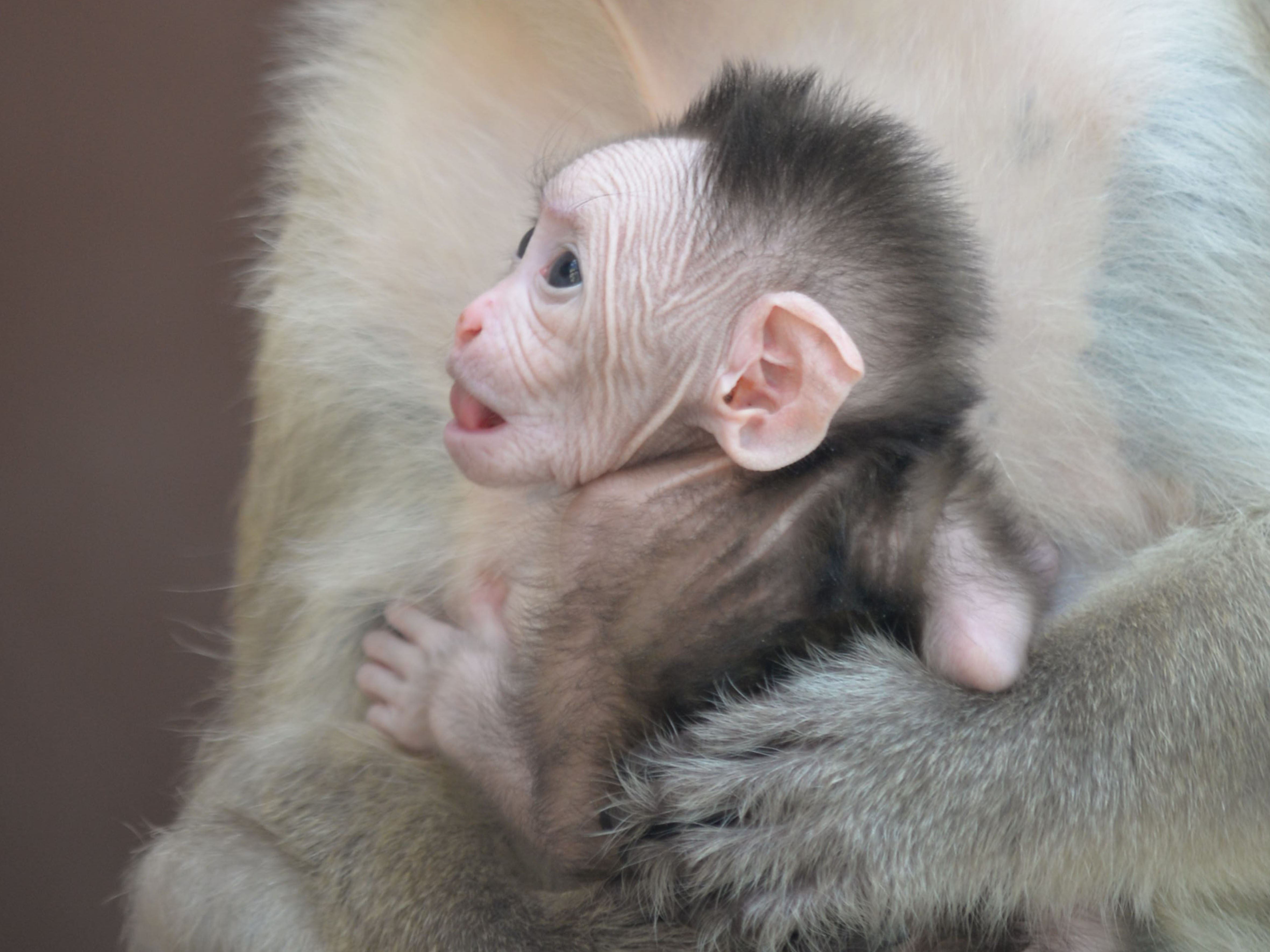 Mládě makaka kápového