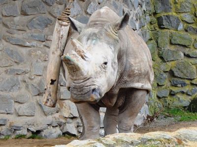 Ostatky Zamby míří do největší muzejní expozice nosorožců