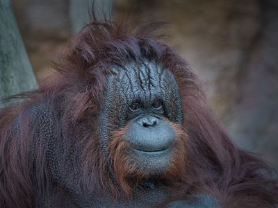 Odchod orangutanů ze Zoo Ústí nad Labem
