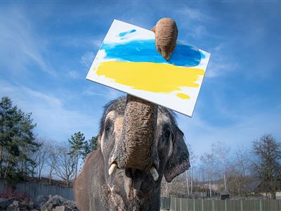 Zoo Ústí nad Labem podporuje ukrajinské zoo