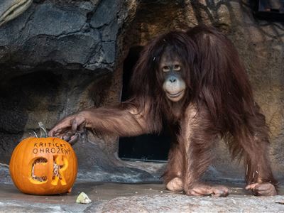 Samice orangutana bornejského Cantik již je v německé Zoo Rostock