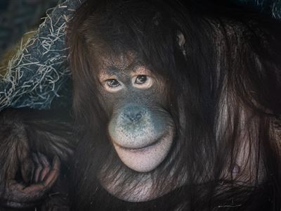 Samici orangutana bornejského Cantik se v Zoo Rostock daří dobře
