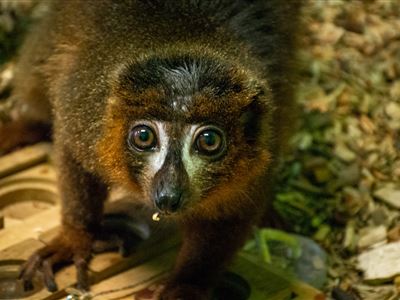 lemur červenobřichý