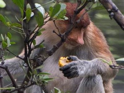 Září až listopad 2022 v Zátoce nosatých opic
