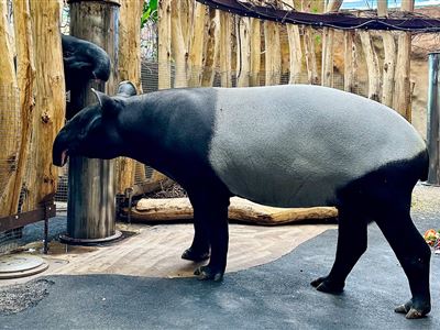 Zoo má nový chovný pár tapírů čabrakových