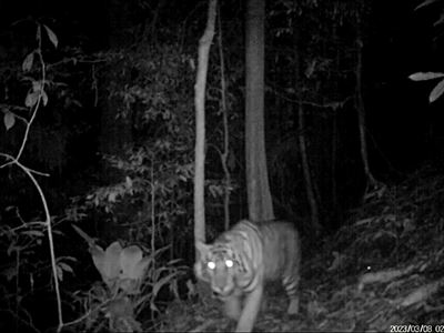 Terénní Kukang tým napospas sumaterskému pralesu s tygrem v zádech