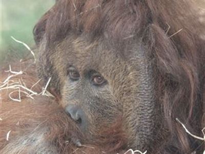 orangutan (kříženec)