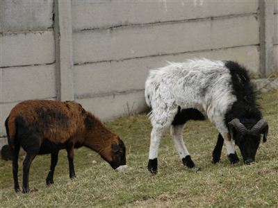 ovce domácí - kamerunská