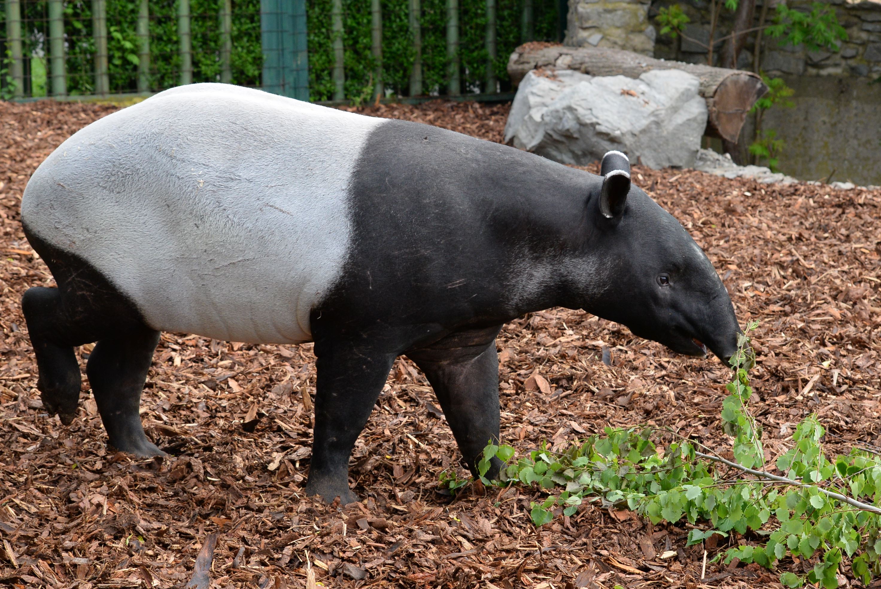 tapír čabrakový