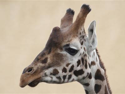 Chov žiraf Rothschildových