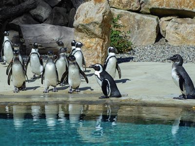 Příchod nových tučňáků