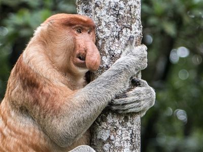 Úspěchy Zoo Ústí nad Labem v ochraně indonéských ostrovů 