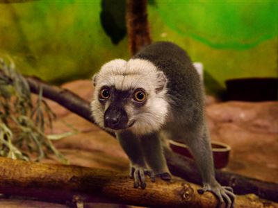 lemur běločelý