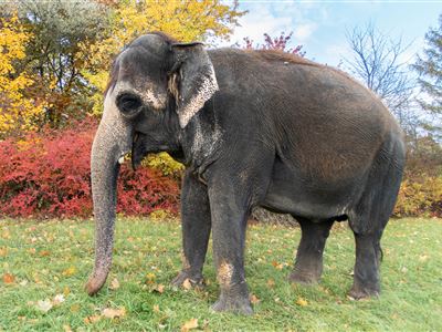 Foto 1: samice slona indického Delhi. Foto - Vít Lukáš, Zoo Ústí nad Labem