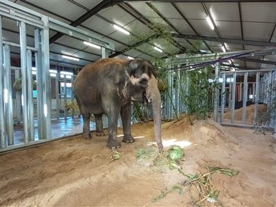 Foto 4-slonice Delhi v EHEES-foto Jan Javůrek-