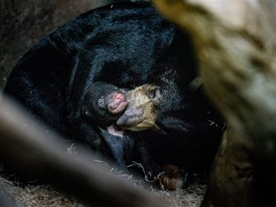 Foto 2: mládě medvěda malajského se samicí Barmou. Foto – Jitka Nesvorová, Zoo Ústí nad Labem