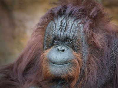 Zoo Usti-orangutan bornejsky Nuninka-foto Vit Lukas