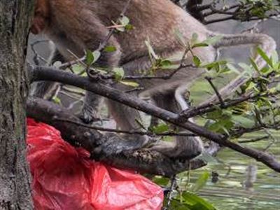Kahau na okraji města Balikpapanu se začínají živit lidskými odpadky. Foto: VÍt Lukáš