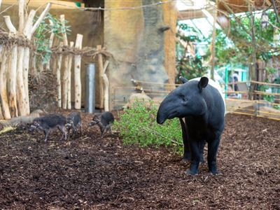 tapír čabrakový a prasata visajanská (Foto: autor Jitka Nesvorová)