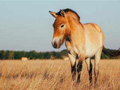 kůň Převalského