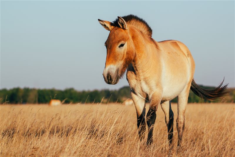 kůň Převalského