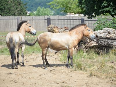 Zoo přivítala další nový druh - koně Převalského 