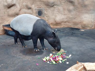 samice tapíra čabrakového, autor Markéta Gloneková
