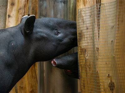 samice tapíra čabrakového, autor Jiří Horák 