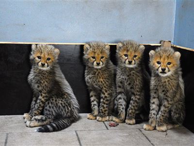 Mláďata gepardů štíhlých. Autor: Andrea Balejová