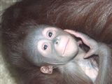 Kmotři malého orangutana budou naši přední atleti