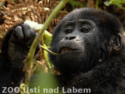 Horské gorily z Ugandy, velká láska Petra Slavíka  