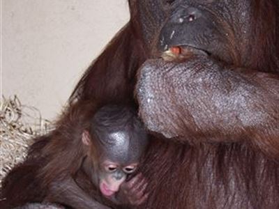 Malý orangutanek ve stáří 5 týdnů