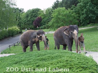 Potkat slony na procházce je pro každého velkým zážitkem