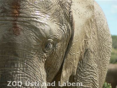 Detail slona 