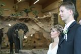 Svatba u slonů