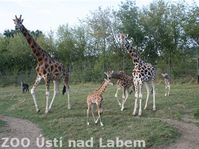 Stádo žiraf se rozrostlo o tři mláďata. Jaká jména v neděli dostanou?