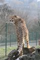 Zoo má nového geparda