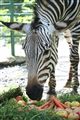 Zebra Blanka oslavila kulatiny