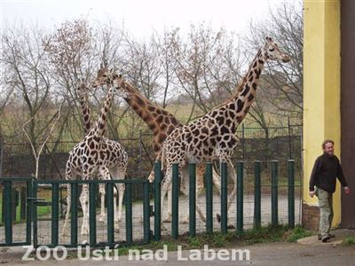 Ostatní žirafy celý transport zvědavě sledovaly