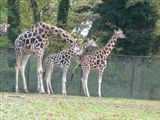 Žirafy ve Francii