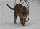 Fotosoutěž Zvířata v zimě