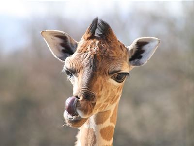 Narodil se žirafí rekordman!
