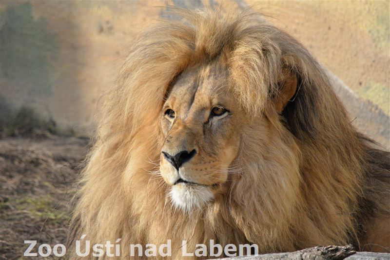 lev konžský