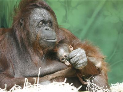 orangutan bornejský