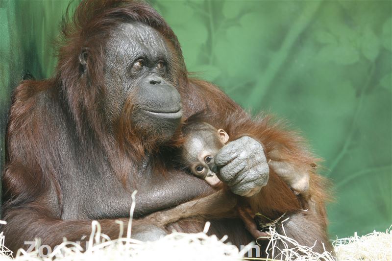 orangutan bornejský